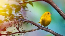 A Paradise for Bird Watchers: Uncovering Tenerife Avian Diversity