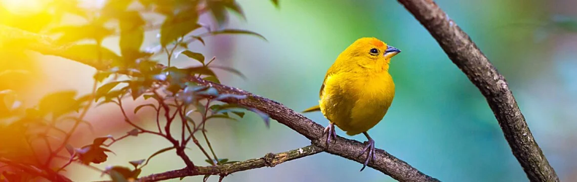 A Paradise for Bird Watchers: Uncovering Tenerife Avian Diversity