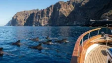 Whale & Dolphin Watching in Tenerife: Best Boat Trips and How to Get There by Car (2026)