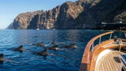 Whale & Dolphin Watching in Tenerife: Best Boat Trips and How to Get There by Car (2026)